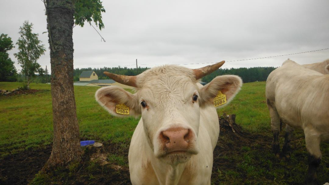 Gaiša govs skatās uz fotogrāfu, fonā zaļa pļava, koks un tālumā māja