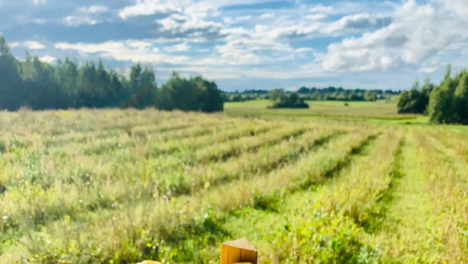 cidoniju kaste cilvēka rokā, fonā cidoniju lauks
