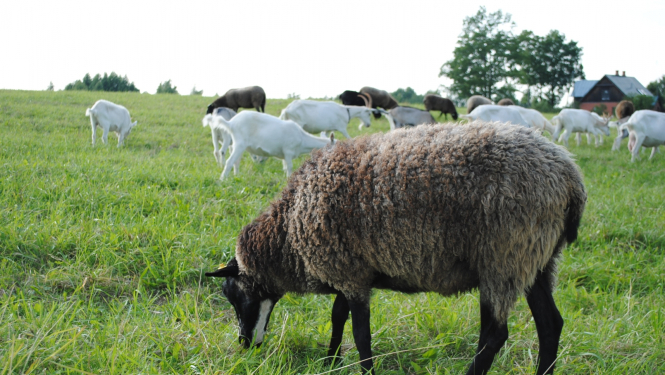 Aita un kazas ganībās