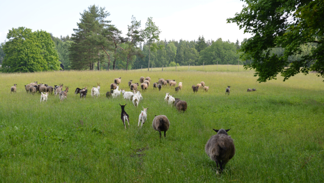 Aitu un kazu bars ganībās