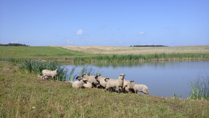 Aitu ganāmpulks pie dīķa