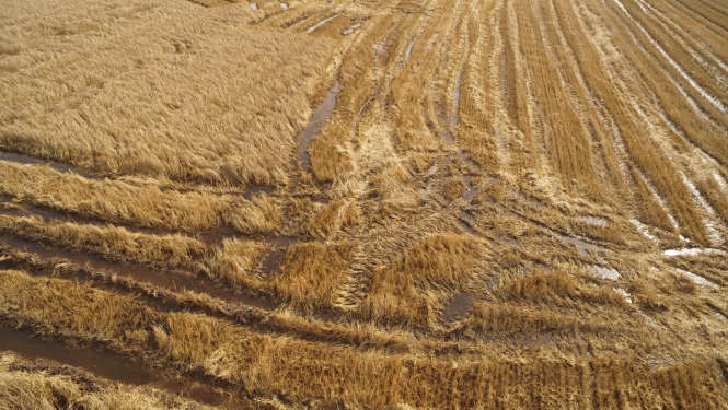 Dzeltens rugāju lauks ar dubļainām izbrauktām risēm un ūdeni tajās