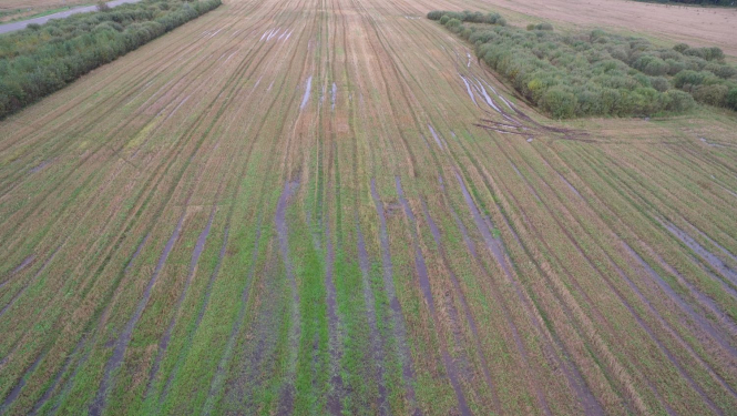 Lietavās applūdis tīrums ar skatu no drona