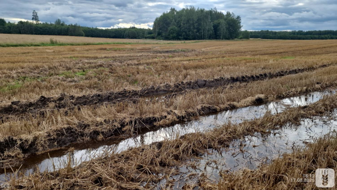 Rugāju lauks ar traktora iebrauktām dubļainām sliedēm priekšplānā