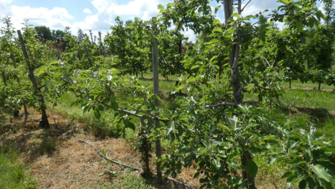 Augļu dārzs ar rindā sastādītiem augļu kokiem
