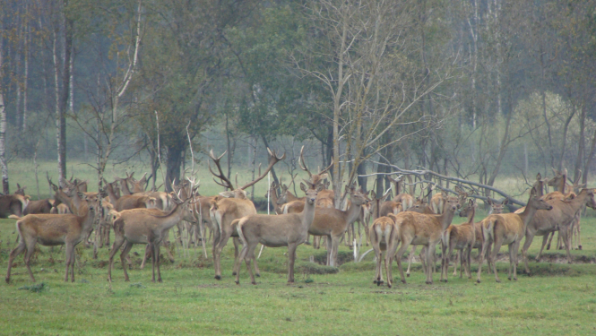 Bars briežu dārzā