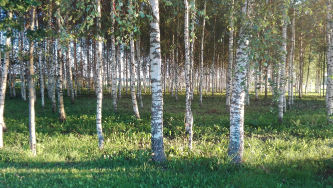 Bērzu birzs ar baltiem stumbriem un zaļu zāli