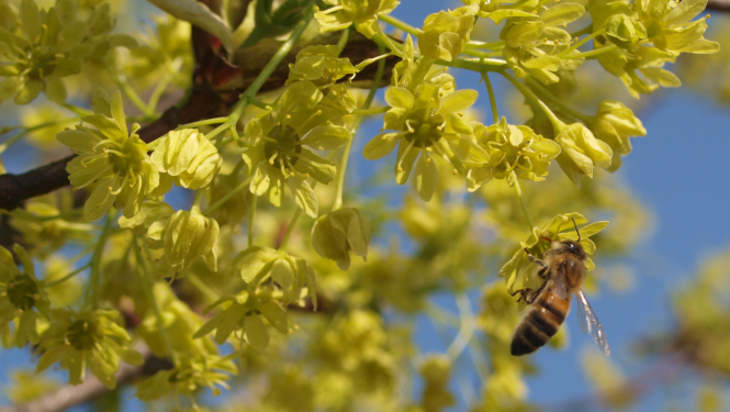 Bite uz dzelteniem ziediem