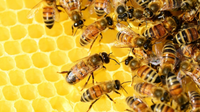 Bites tuvplānā uz medus šūnām