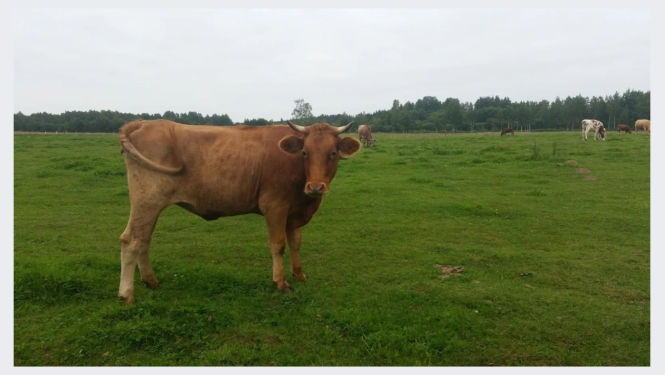 Brūna govs zaļā pļavā