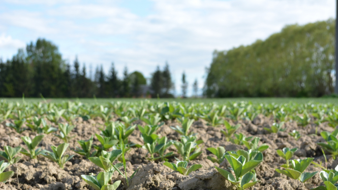 Nesen sadīdzis pupu lauks