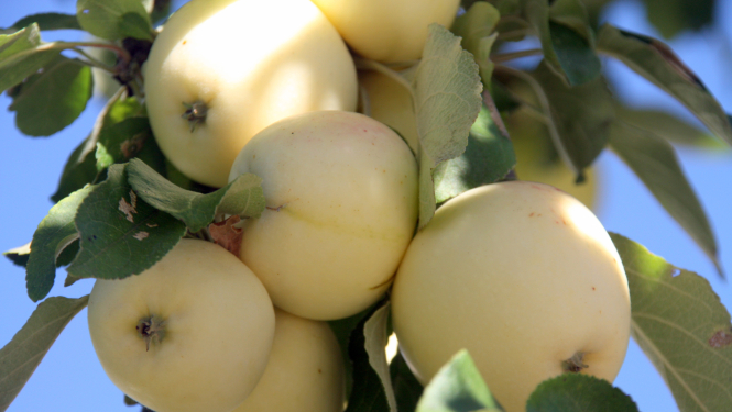 Ābeles zarā karājas ķekars ar dzelteniem āboliem, apkārt zaļas lapas