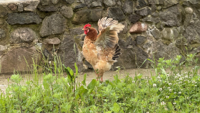 Vista vicina spārnus, fonā akmens mūris, priekšplānā zaļa zāle