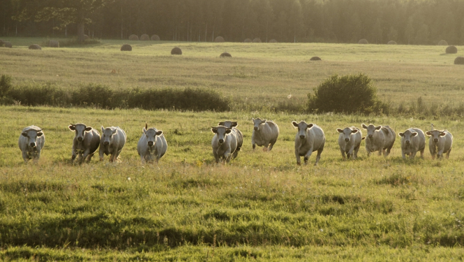 Govju bars ganībās
