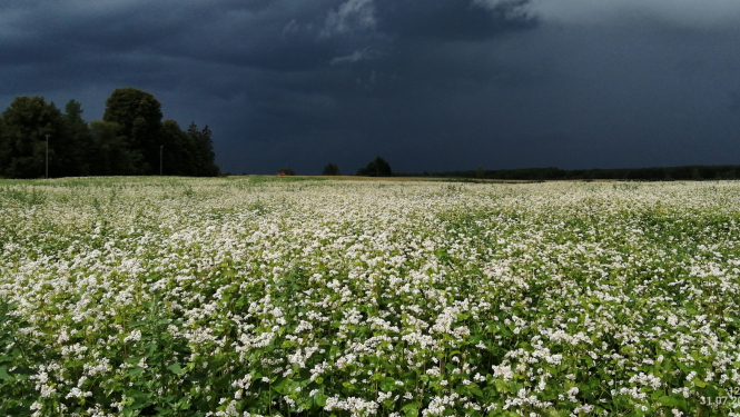 Griķu lauks negaisa laikā