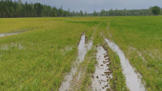zaļā laukā iebrauktas dubļainas rises, kurās stāv ūdens, tālumā mežs