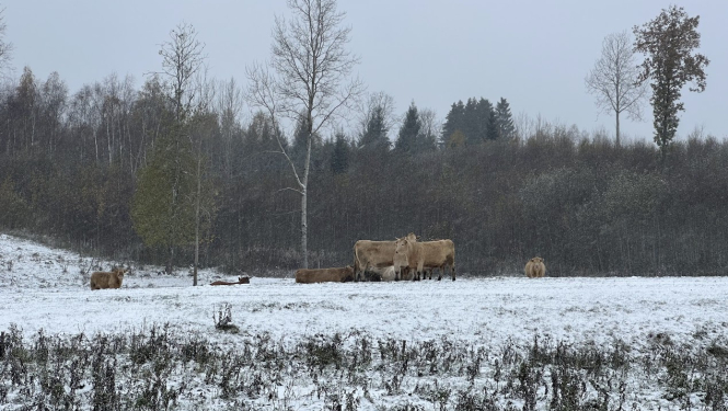 Gaļas liellopi ganībās ziemā