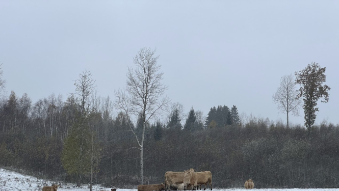 Gaļas liellopi ganībās ziemā