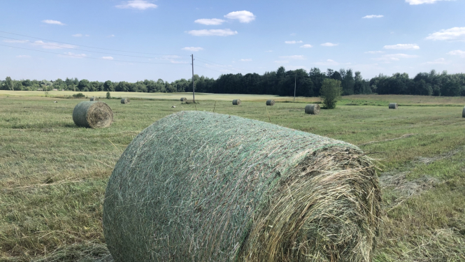 Siena rullis pļavā