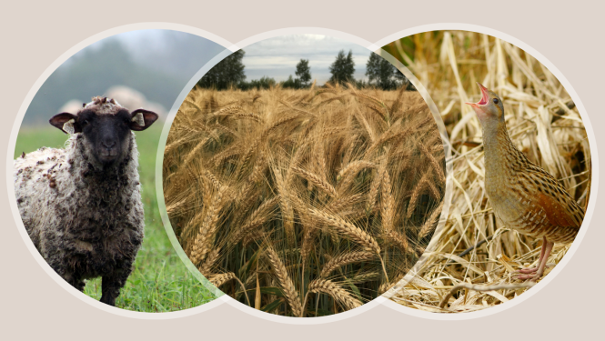 Platību maksājumi 2024