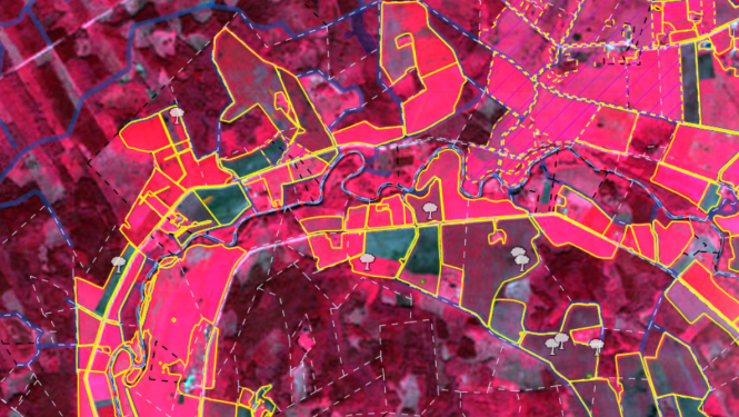 Sentinel-2 satelīta attēls, kas pārveidots infrasarkanajā attēlā ar dzeltenām lauku robežām