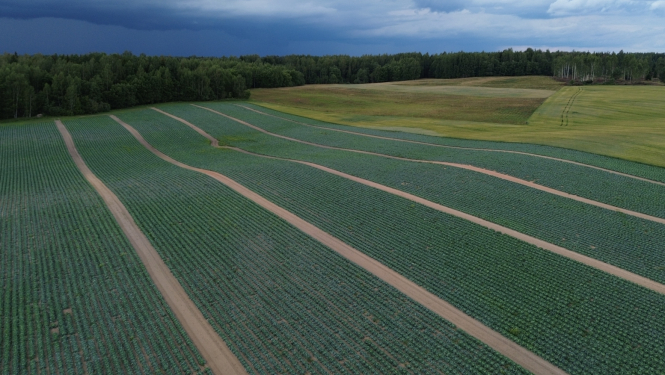Kāpostu lauka joslas no drona lidojuma, fonā mežs un apmākušās debesis