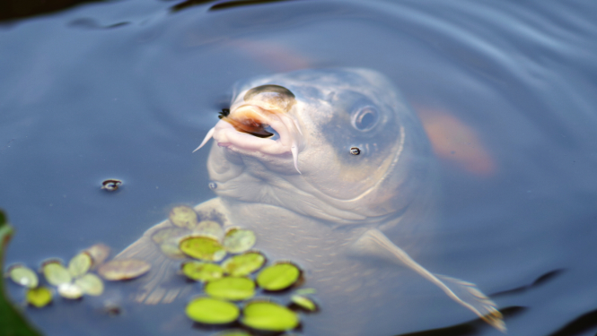 Karpas galva pie ūdens virsmas