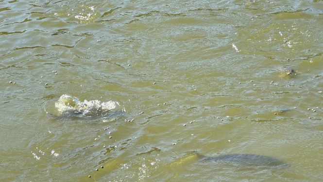 Karpas pie ūdens virsmas dīķī ar zaļganu ūdeni