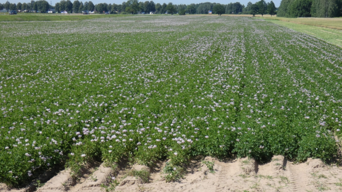 Ziedošs kartupeļu lauks
