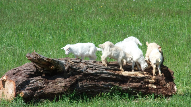Vairākas baltas kazas sakāpušas uz guloša koka stumbra fragmenta