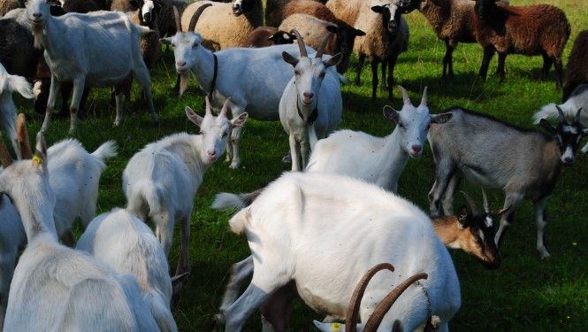 Kazu ganāmpulks ar dažādas krāsas kazām