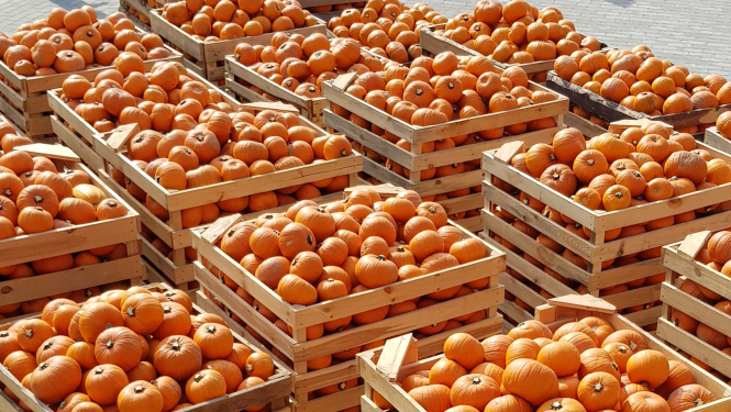 Lielās koka kastēs vairākās rindās salikti ķribji