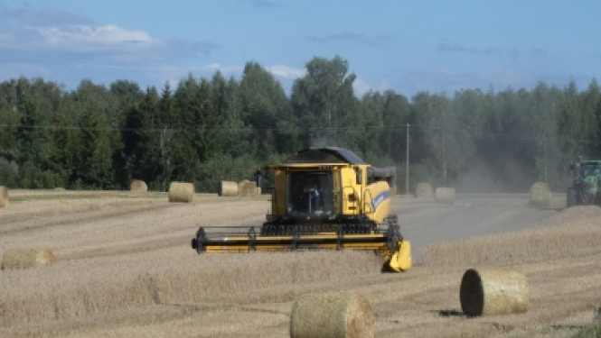 Liels, dzeltens kombains strādā uz lauka, novācot labību. Apkārt laukam redzamas salmu ruļļi, un fonā ir meža josla ar zaļiem kokiem.