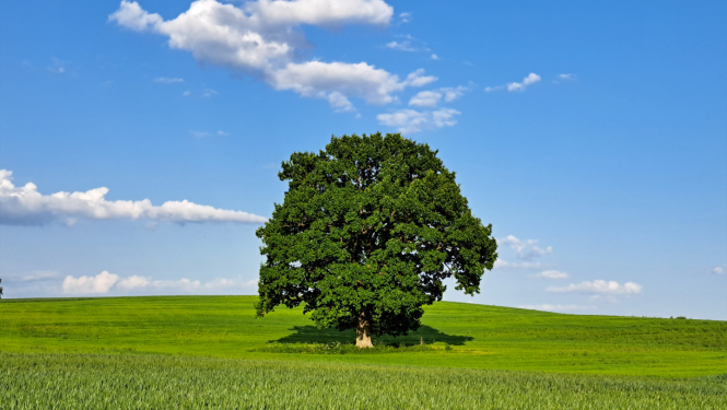 Koks zaļa lauka vidū