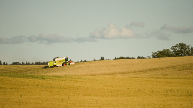 Kombains labības laukā