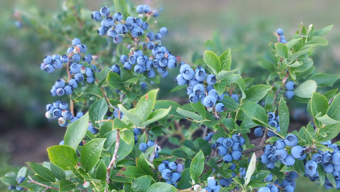 Krūmmeleņu krūms ar gatavām ogām