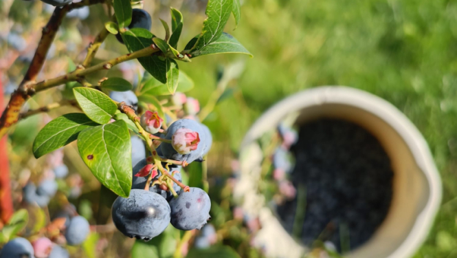 Krūmmelenes un spainis