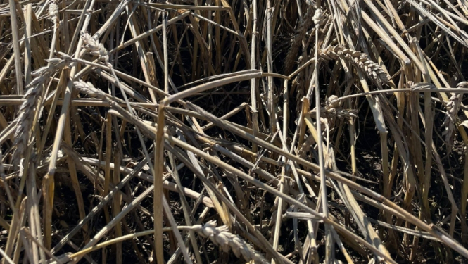 Krusā cietis labības lauks