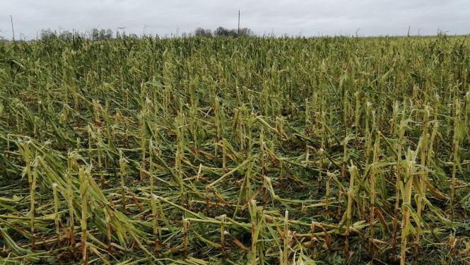 Kukurūzas lauks pēc krusas postījumiem