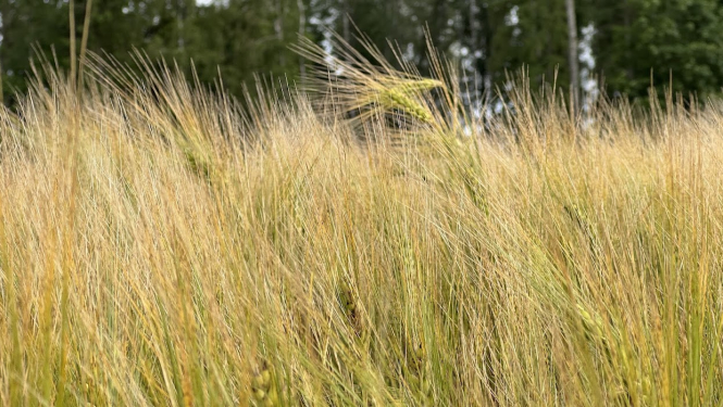 Dzeltens kviešu lauks ar vārpām