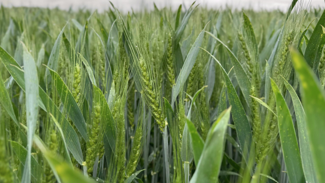 Zaļš lauks ar kviešu vārpām tuvplānā 