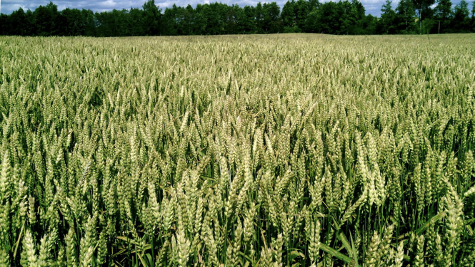 Zaļgans kviešu lauks ar vārpām un tumšu koku zonu tālumā