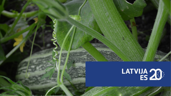 Latvija ES 20 logo un kabacis dārzā