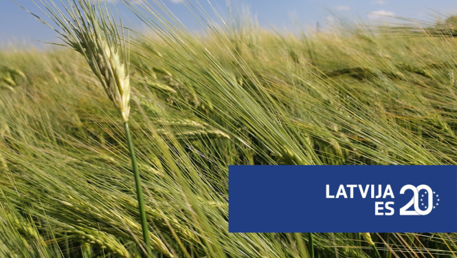 Latvija ES 20 logo un labības lauks
