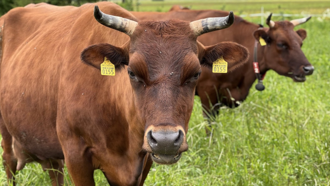 Divas Latvijas brūnās govis zaļā pļavā, viena skatās objektīvā, otra tālāk fonā