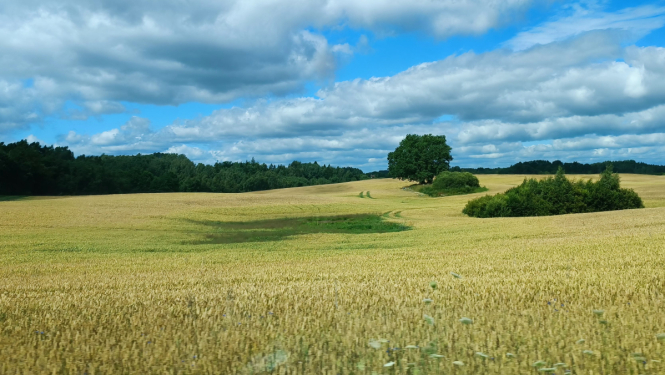 Labības lauks ar kokiem pa vidu