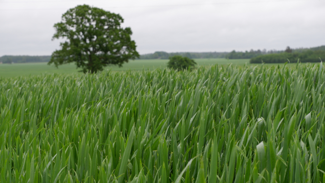 Zaļš labības lauks ar koku pa vidu