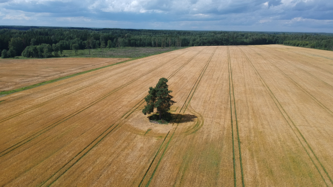 Labības lauka ar vienu koku pa vidu no drona lidojuma