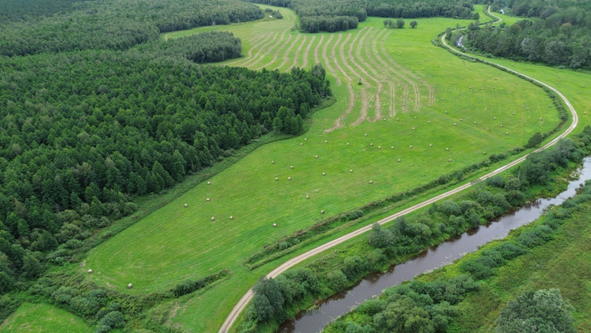 Zaļš līkumotas formas lauks no drona ar siena ruļļiem un vāliem, ap to mežs un ceļš 