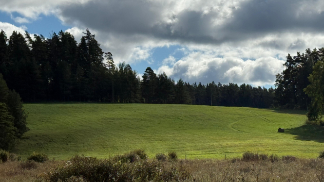 koku ieskauts zaļš lauks, debesīs balsti un pelēki mākoņi